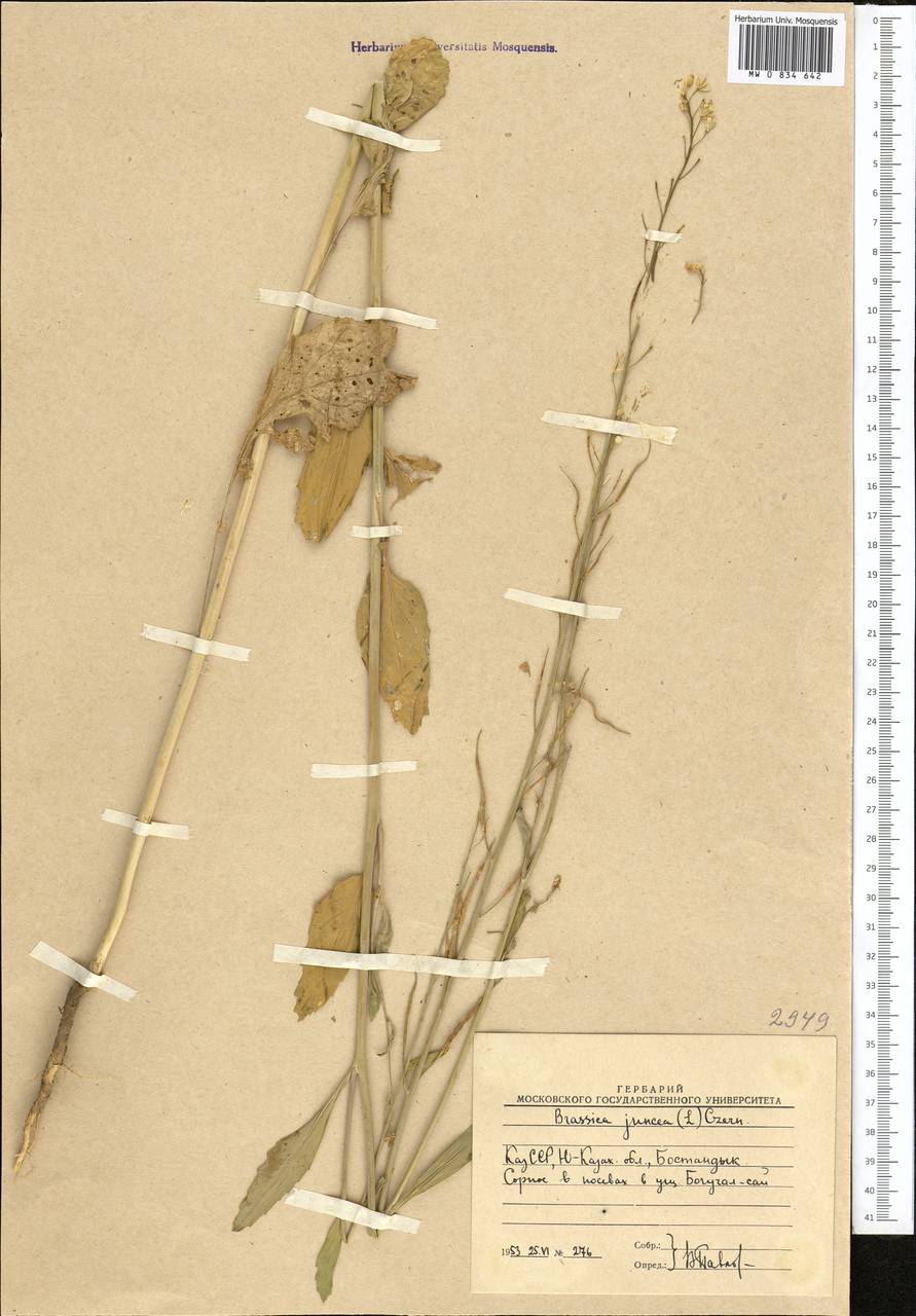 Brassica juncea (L.) Czern., Middle Asia, Western Tian Shan & Karatau (M3) (Uzbekistan)