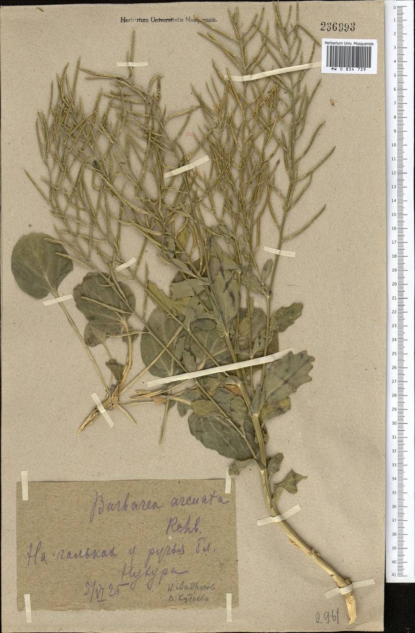 Barbarea vulgaris (L.) W.T. Aiton, Middle Asia, Kopet Dag, Badkhyz, Small & Great Balkhan (M1) (Turkmenistan)