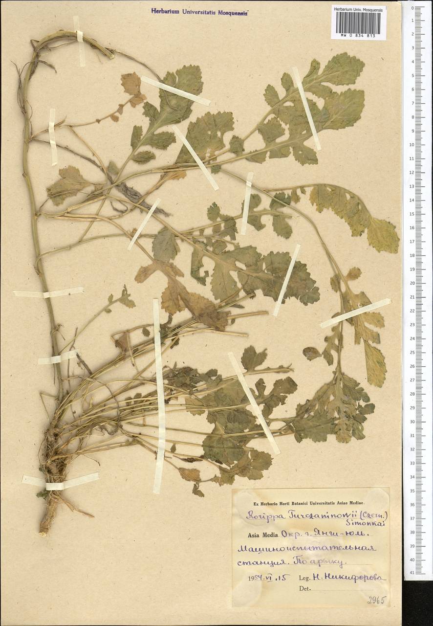 Rorippa anceps (Wahlenb.) Rchb., Middle Asia, Syr-Darian deserts & Kyzylkum (M7) (Uzbekistan)