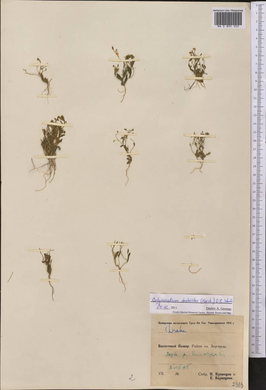 Calymmatium draboides (Korsh.) O.E.Schulz, Middle Asia, Pamir & Pamiro-Alai (M2) (Tajikistan)