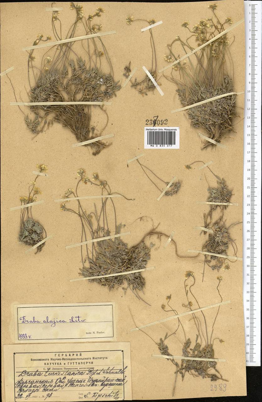 Draba alajica Litv., Middle Asia, Pamir & Pamiro-Alai (M2) (Kyrgyzstan)