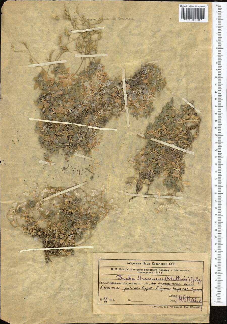 Draba arseniewii (B. Fedtsch.) Gilg ex Tolm., Middle Asia, Western Tian Shan & Karatau (M3) (Uzbekistan)