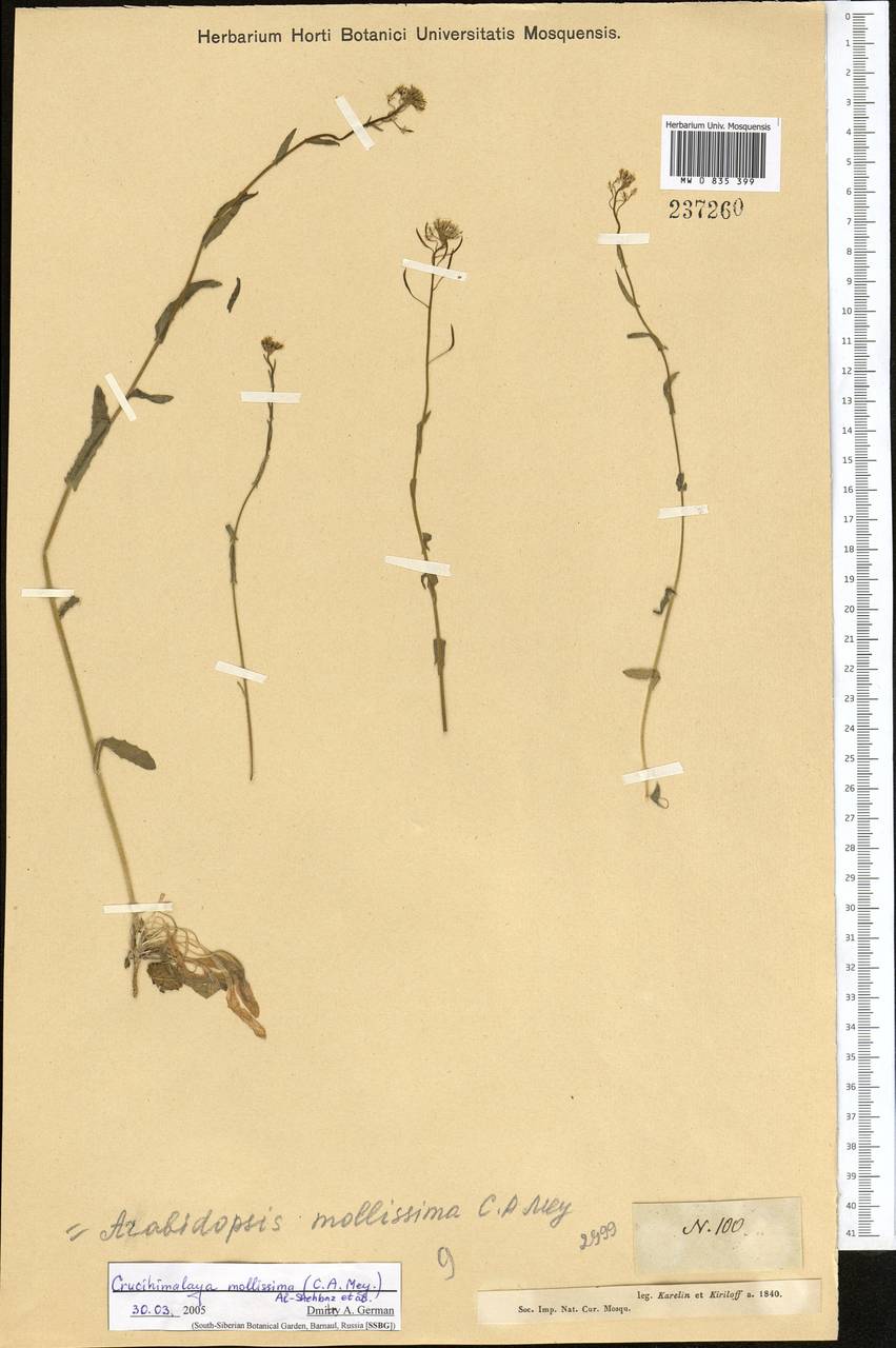 Crucihimalaya mollissima (C.A. Mey.) Al-Shehbaz, O'Kane & R.A. Price, Middle Asia, Muyunkumy, Balkhash & Betpak-Dala (M9) (Kazakhstan)