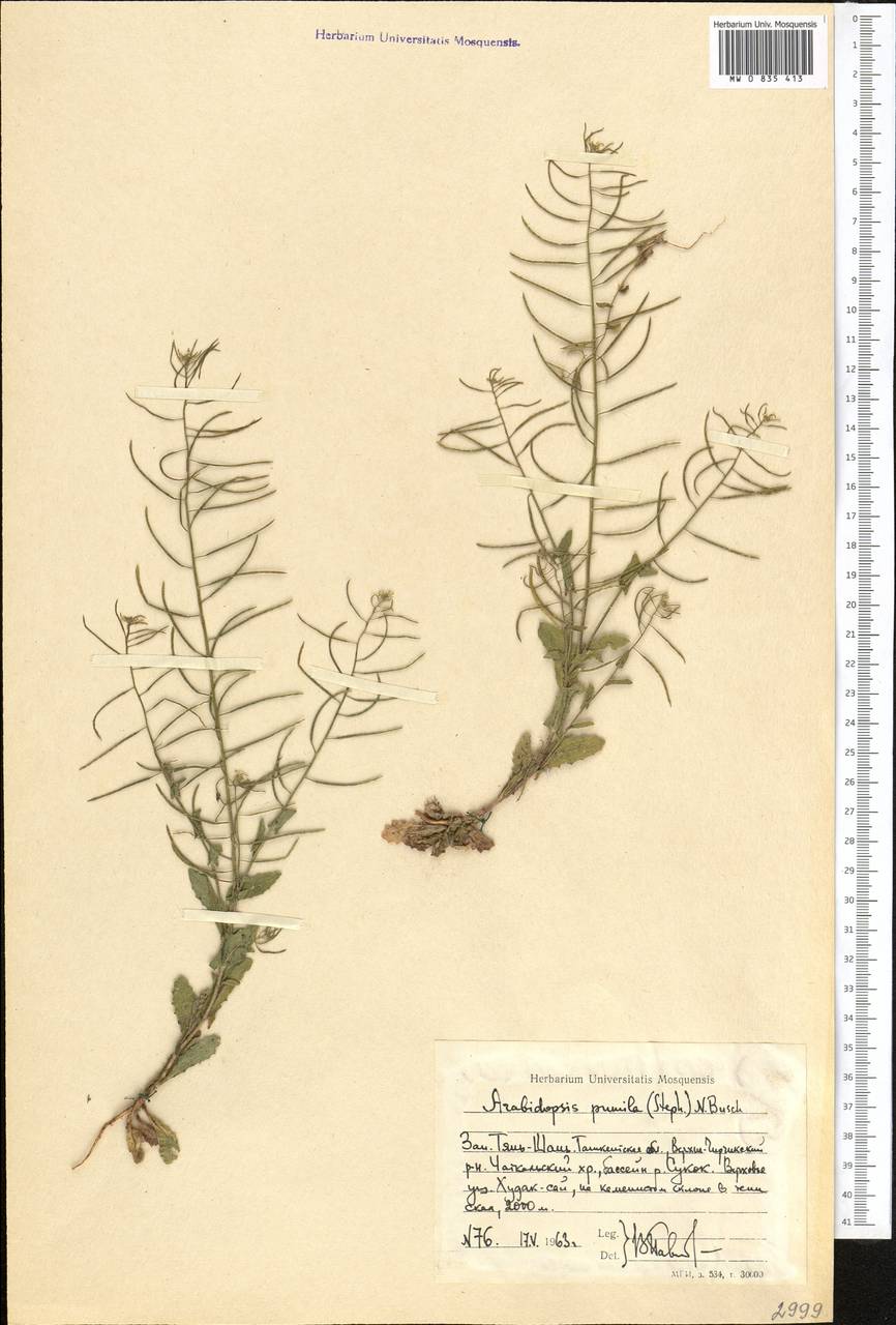 Sisymbrium pumilum Stephan, Middle Asia, Western Tian Shan & Karatau (M3) (Uzbekistan)