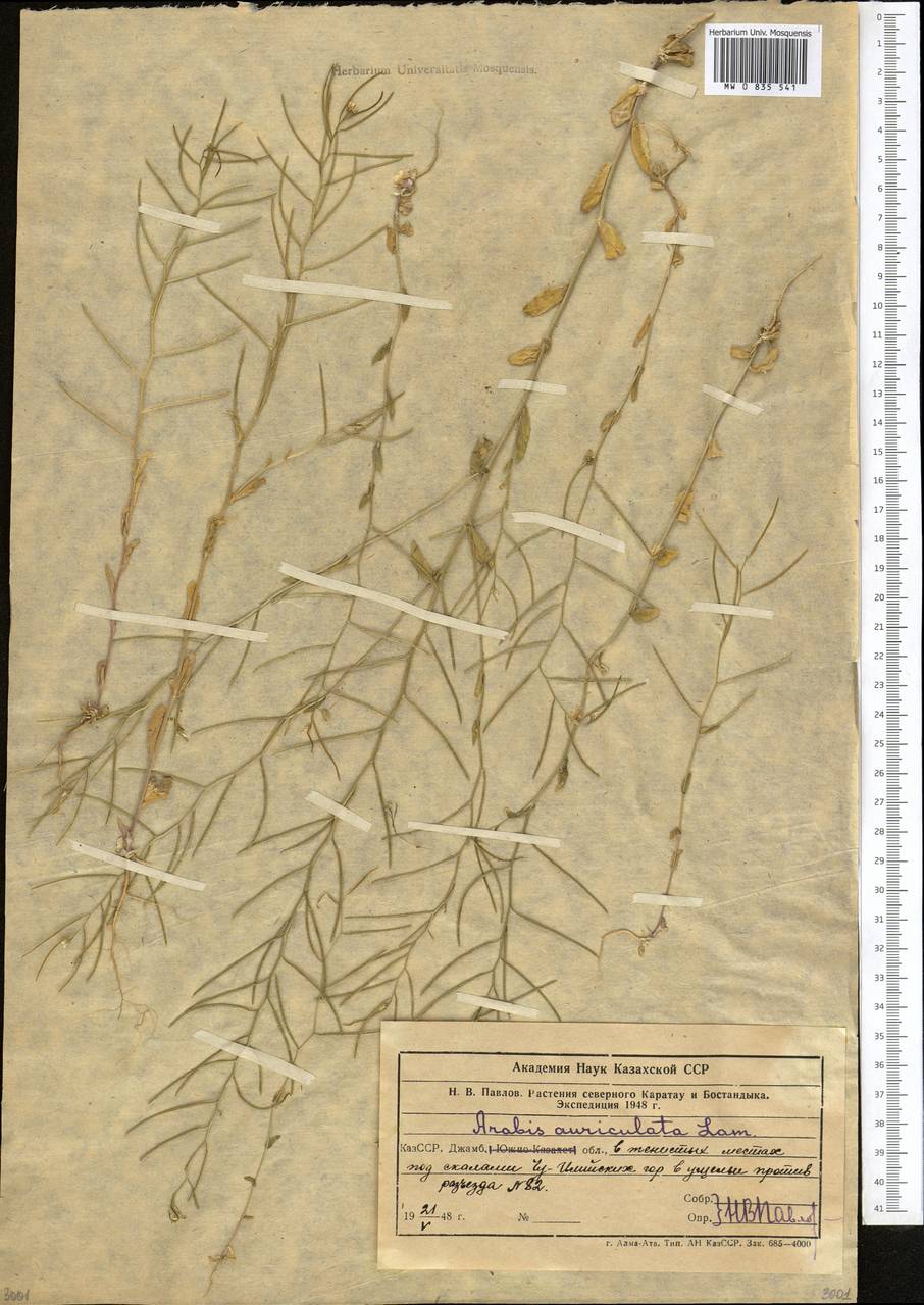 Arabis auriculata Lam., Middle Asia, Northern & Central Tian Shan (M4) (Kazakhstan)