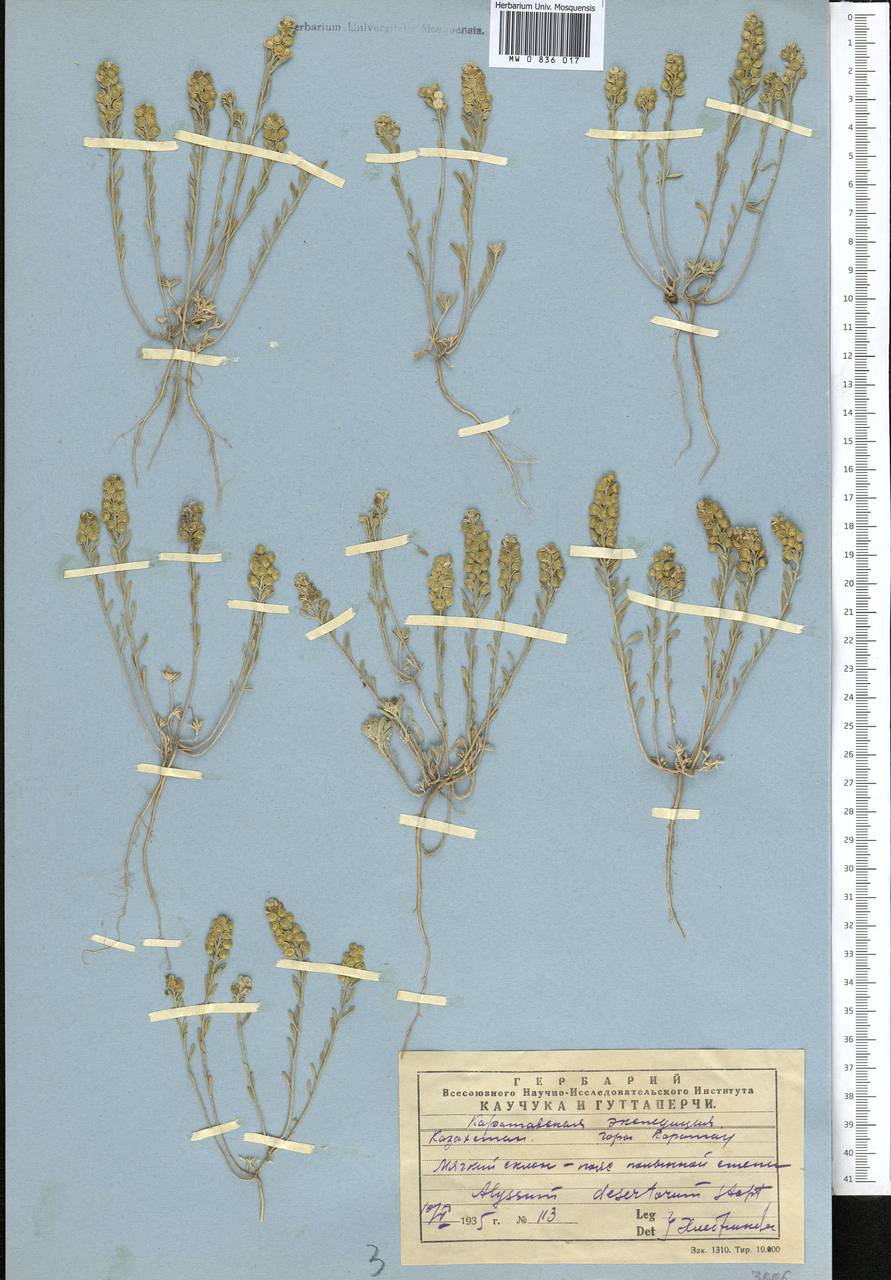 Alyssum turkestanicum Regel & Schmalh., Middle Asia, Western Tian Shan & Karatau (M3) (Kazakhstan)
