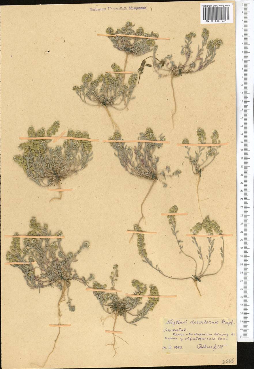 Alyssum turkestanicum Regel & Schmalh. ex Regel, Middle Asia, Karakum (M6) (Turkmenistan)