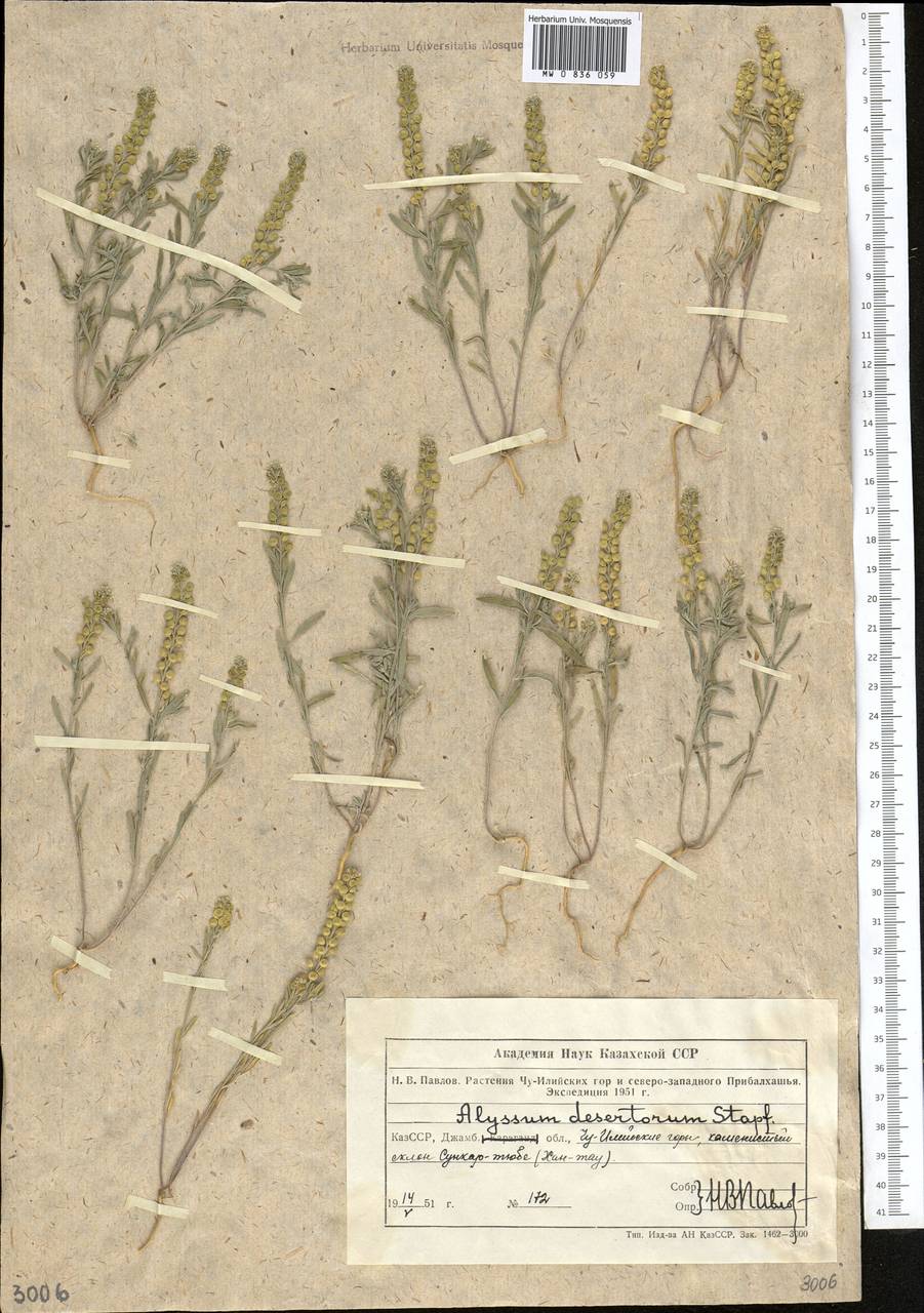 Alyssum turkestanicum Regel & Schmalh., Middle Asia, Northern & Central Tian Shan (M4) (Kazakhstan)