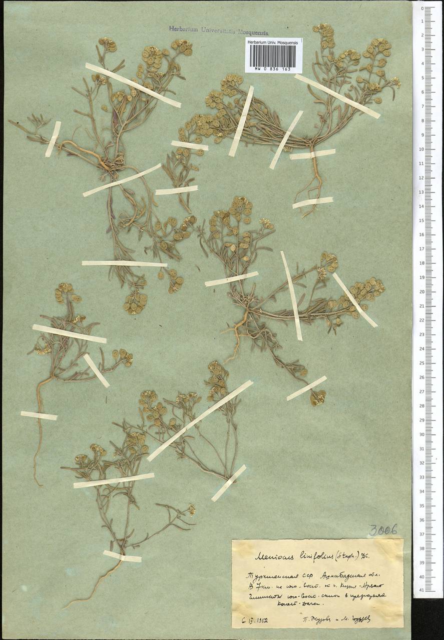 Meniocus linifolius (Stephan ex Willd.) DC., Middle Asia, Kopet Dag, Badkhyz, Small & Great Balkhan (M1) (Turkmenistan)