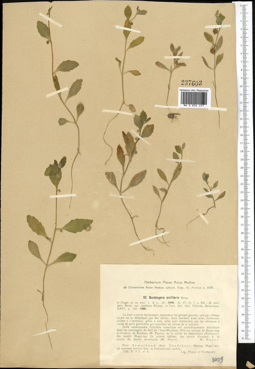 Asperuginoides axillaris (Boiss. & Hohen.) Rauschert, Middle Asia, Western Tian Shan & Karatau (M3) (Tajikistan)