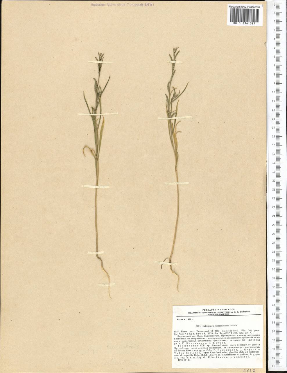 Catenulina hedysaroides (Botsch.) Soják, Middle Asia, Pamir & Pamiro-Alai (M2) (Tajikistan)