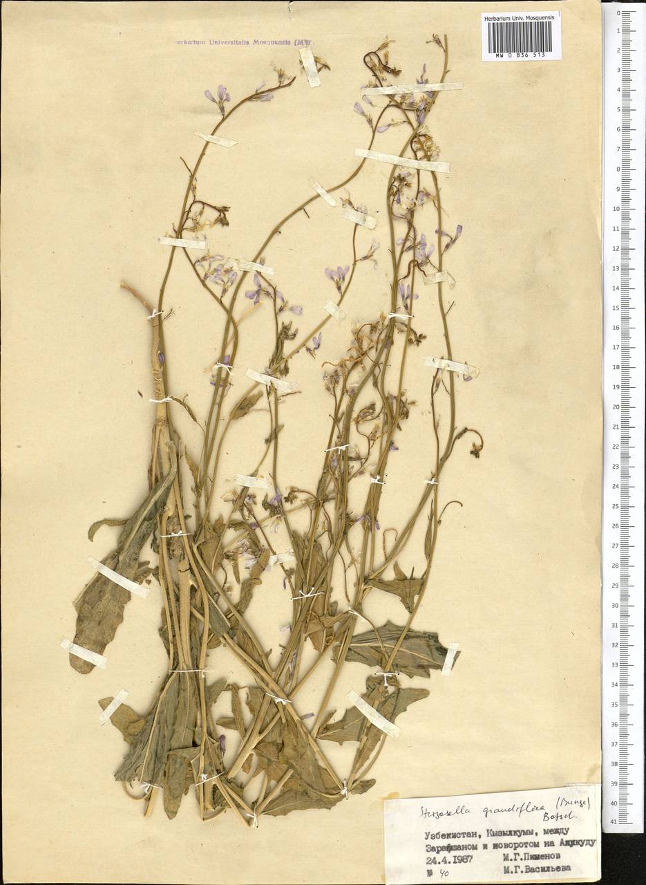 Strigosella grandiflora (Bunge) Botsch., Middle Asia, Pamir & Pamiro-Alai (M2) (Uzbekistan)