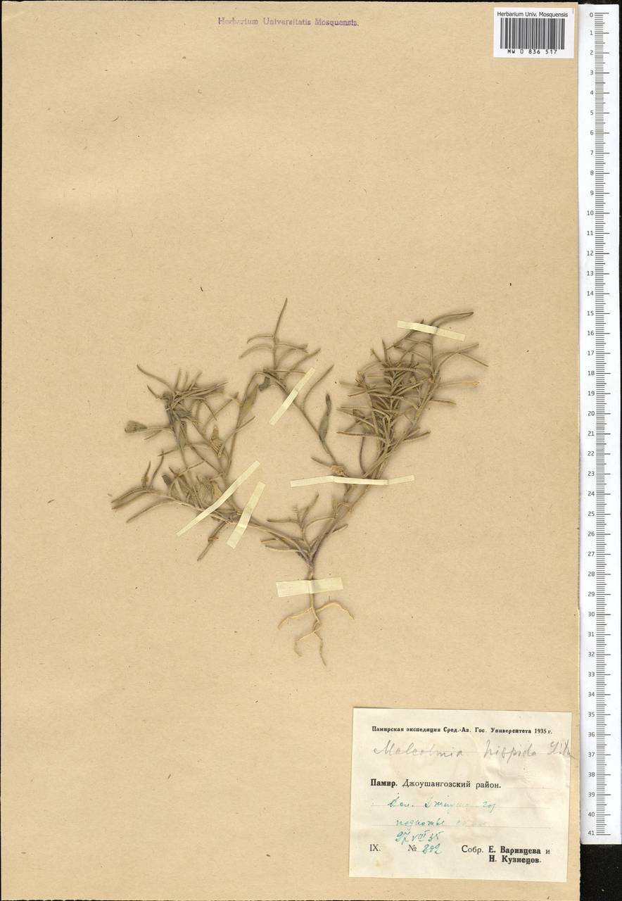 Strigosella hispida (Litv.) Botsch., Middle Asia, Pamir & Pamiro-Alai (M2) (Tajikistan)