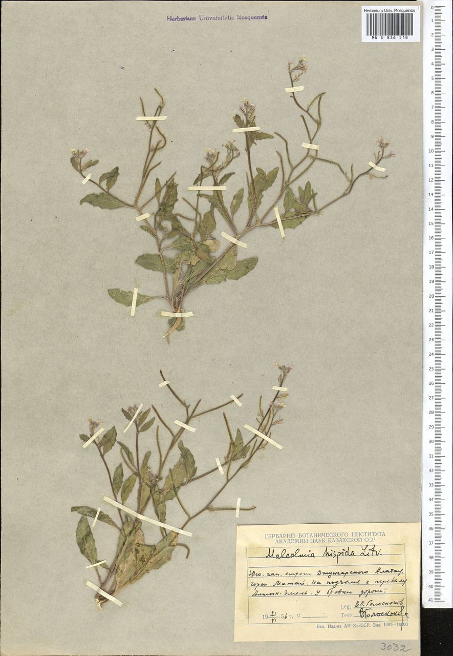 Strigosella hispida (Litv.) Botsch., Middle Asia, Dzungarian Alatau & Tarbagatai (M5) (Kazakhstan)