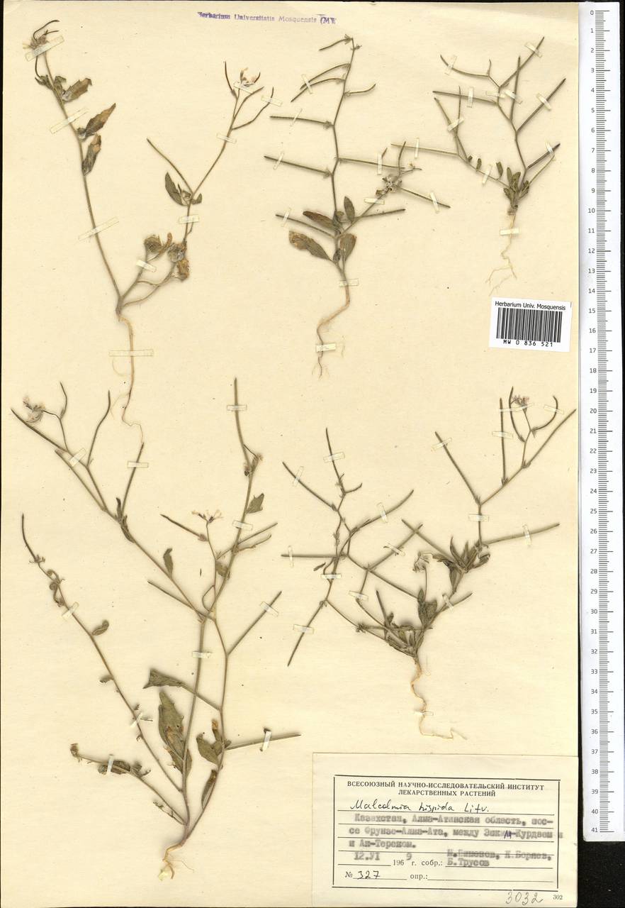 Strigosella hispida (Litv.) Botsch., Middle Asia, Muyunkumy, Balkhash & Betpak-Dala (M9) (Kazakhstan)