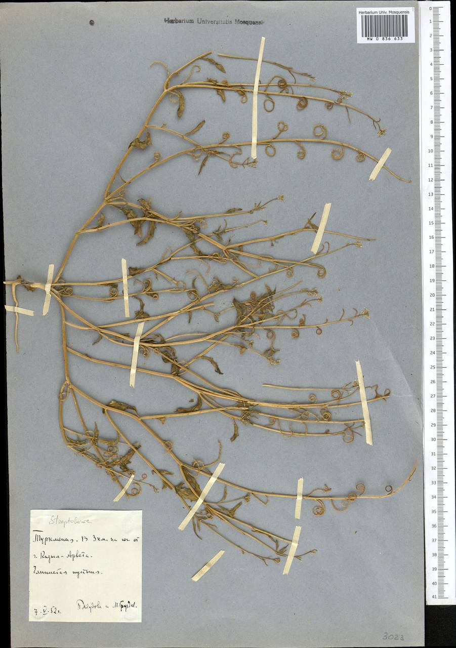 Neotorularia brevipes (Kar. & Kir.) Hedge & J.Léonard, Middle Asia, Kopet Dag, Badkhyz, Small & Great Balkhan (M1) (Turkmenistan)