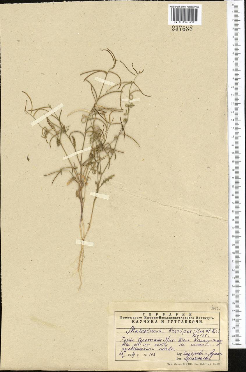 Neotorularia brevipes (Kar. & Kir.) Hedge & J.Léonard, Middle Asia, Syr-Darian deserts & Kyzylkum (M7) (Uzbekistan)