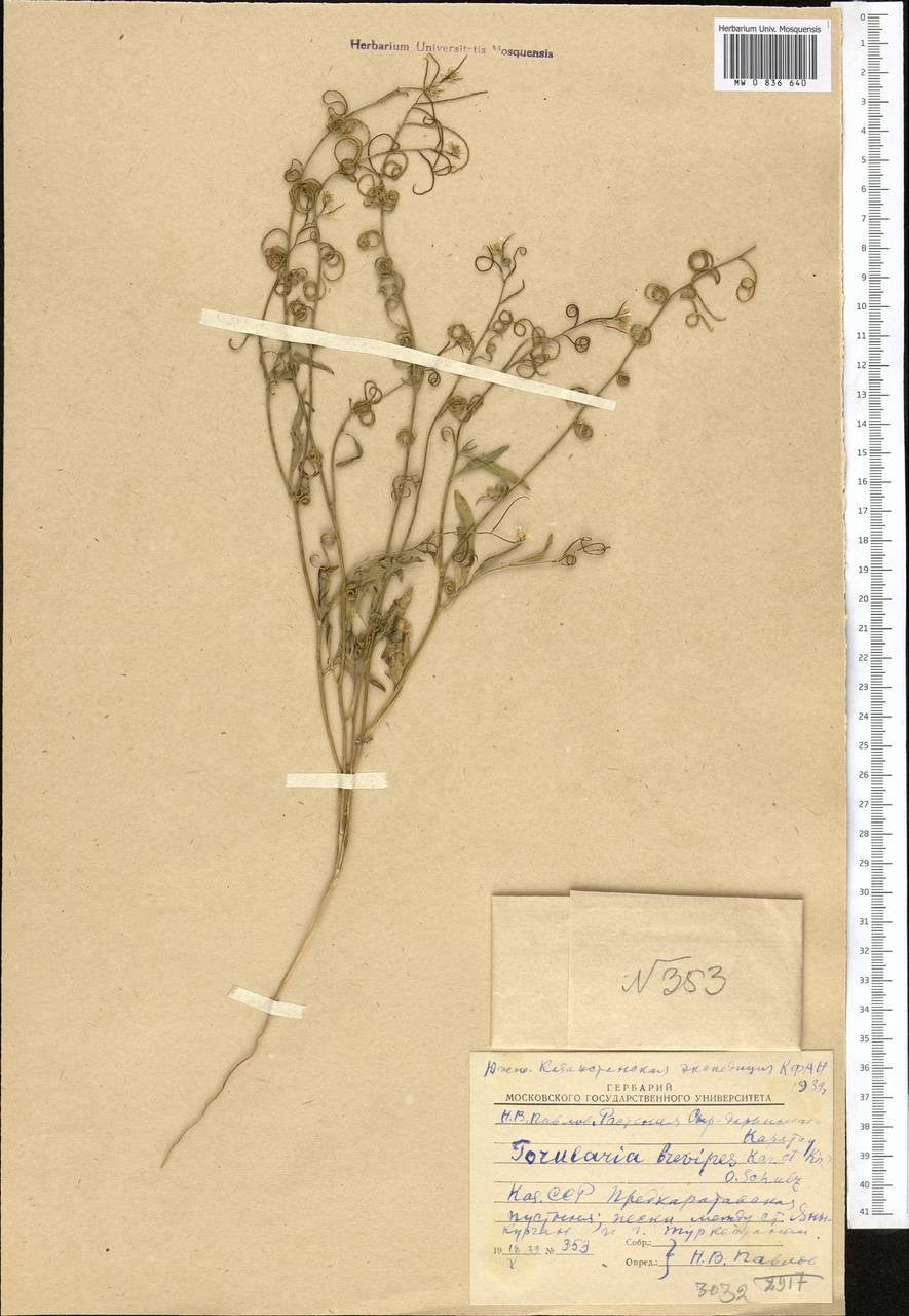 Neotorularia brevipes (Kar. & Kir.) Hedge & J.Léonard, Middle Asia, Syr-Darian deserts & Kyzylkum (M7) (Kazakhstan)