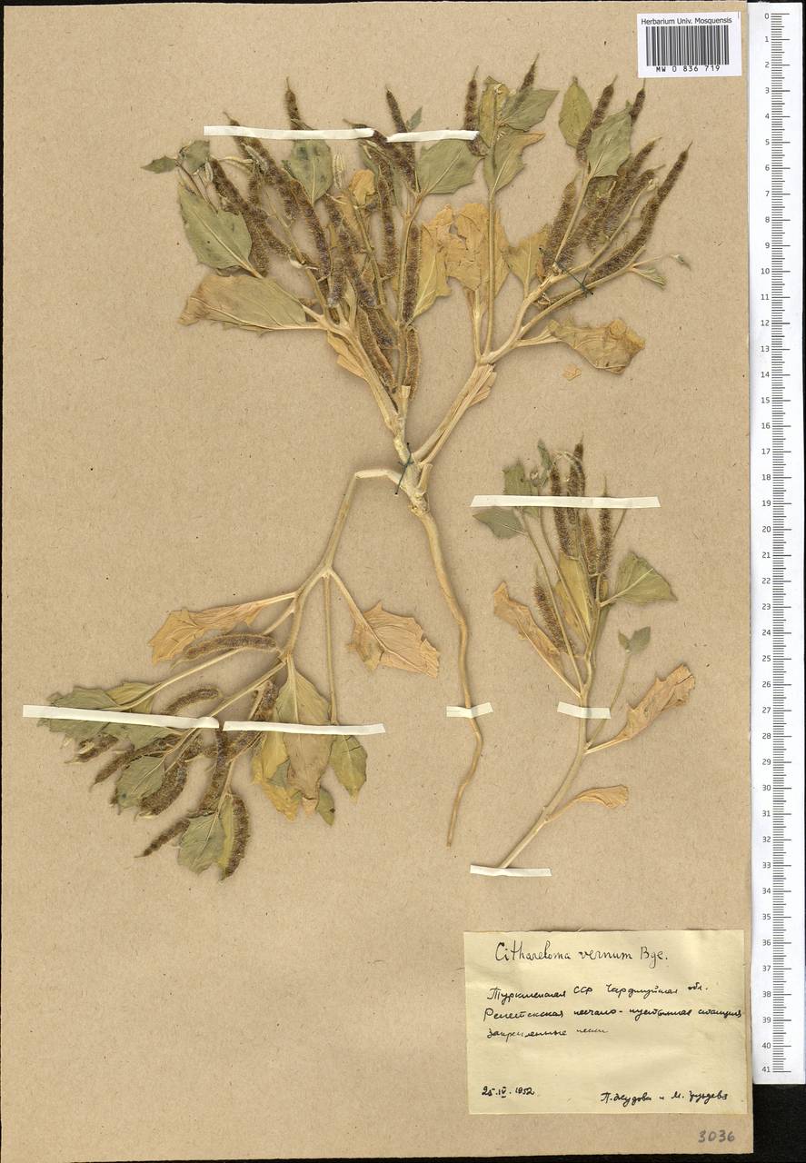 Cithareloma vernum Bunge, Middle Asia, Karakum (M6) (Turkmenistan)