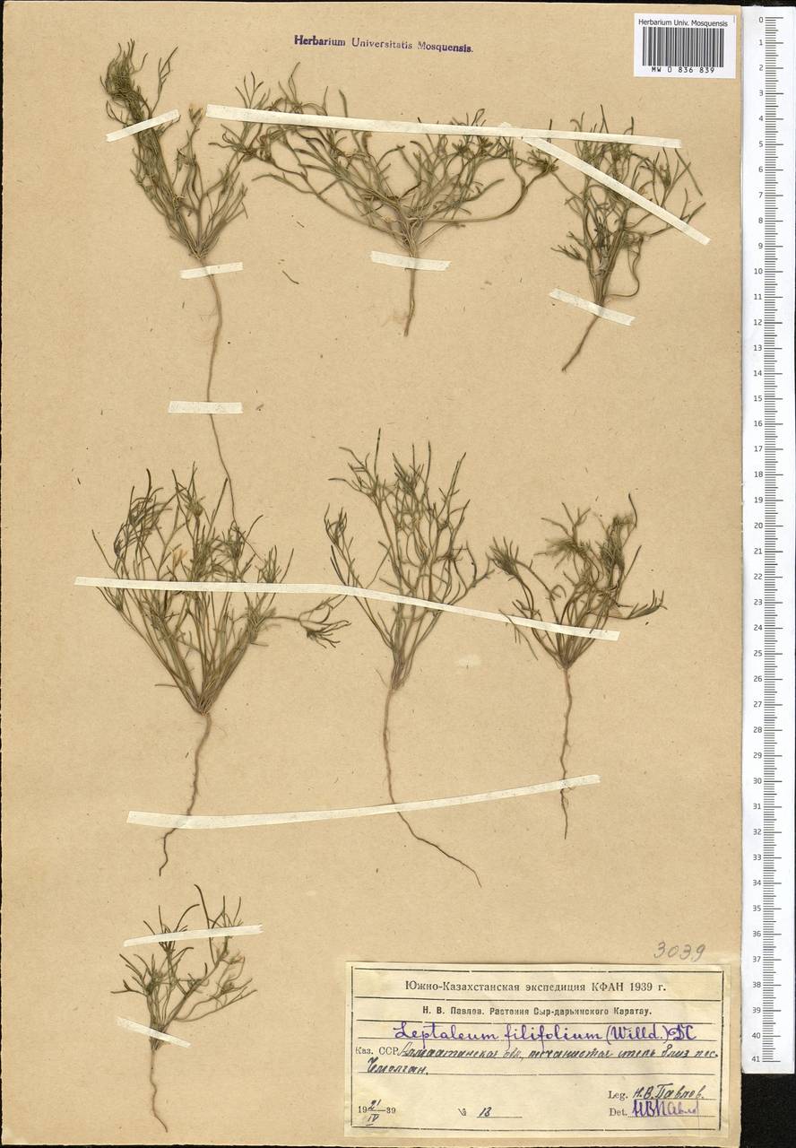 Leptaleum filifolium (Willd.) DC., Middle Asia, Muyunkumy, Balkhash & Betpak-Dala (M9) (Kazakhstan)