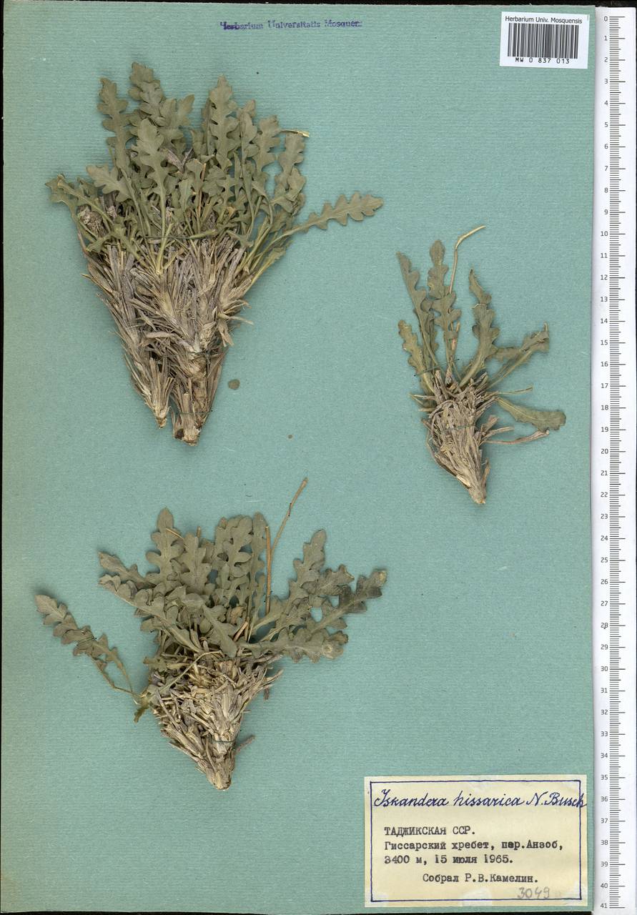 Iskandera hissarica N.Busch, Middle Asia, Kopet Dag, Badkhyz, Small & Great Balkhan (M1) (Turkmenistan)