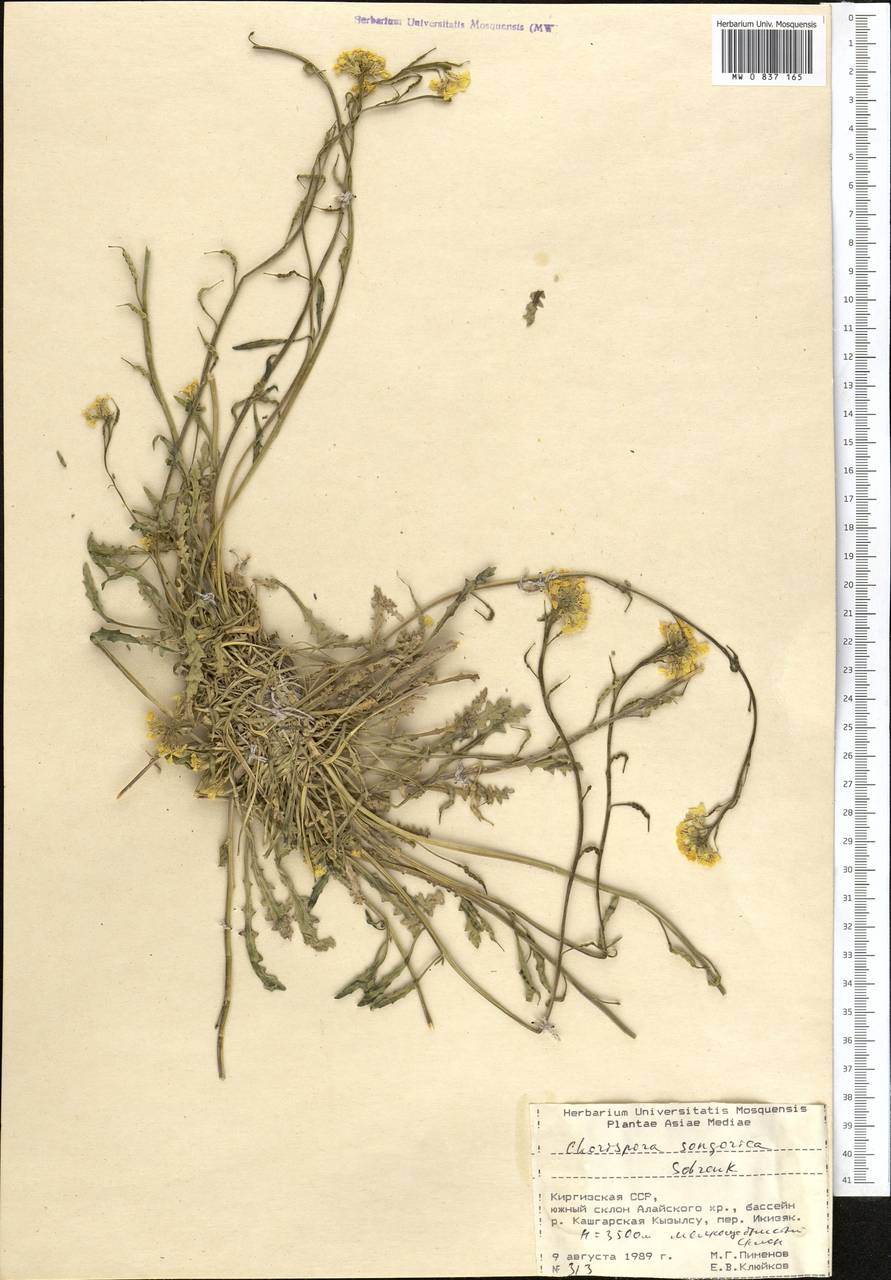 Chorispora songarica Schrenk, Middle Asia, Pamir & Pamiro-Alai (M2) (Kyrgyzstan)