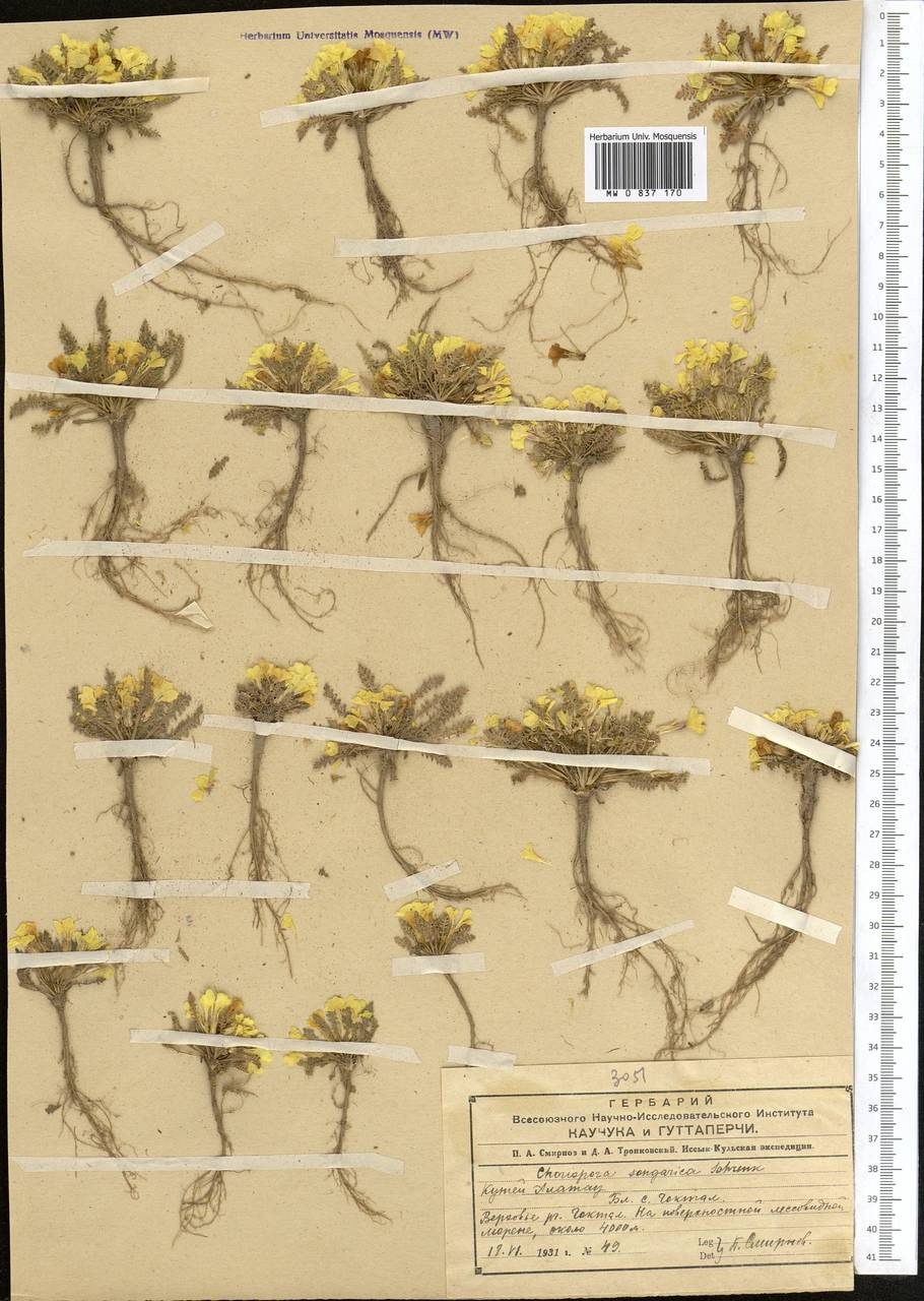Chorispora songarica Fisch. & C.A.Mey., Middle Asia, Northern & Central Tian Shan (M4) (Kyrgyzstan)