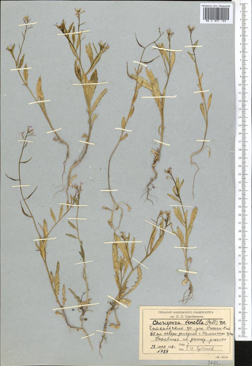 Chorispora tenella (Pall.) DC., Middle Asia, Western Tian Shan & Karatau (M3) (Kyrgyzstan)