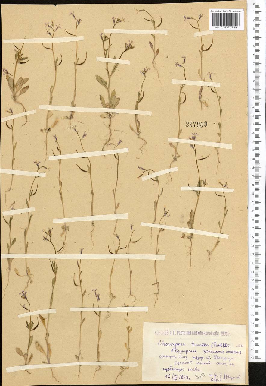 Chorispora tenella (Pall.) DC., Middle Asia, Caspian Ustyurt & Northern Aralia (M8) (Kazakhstan)