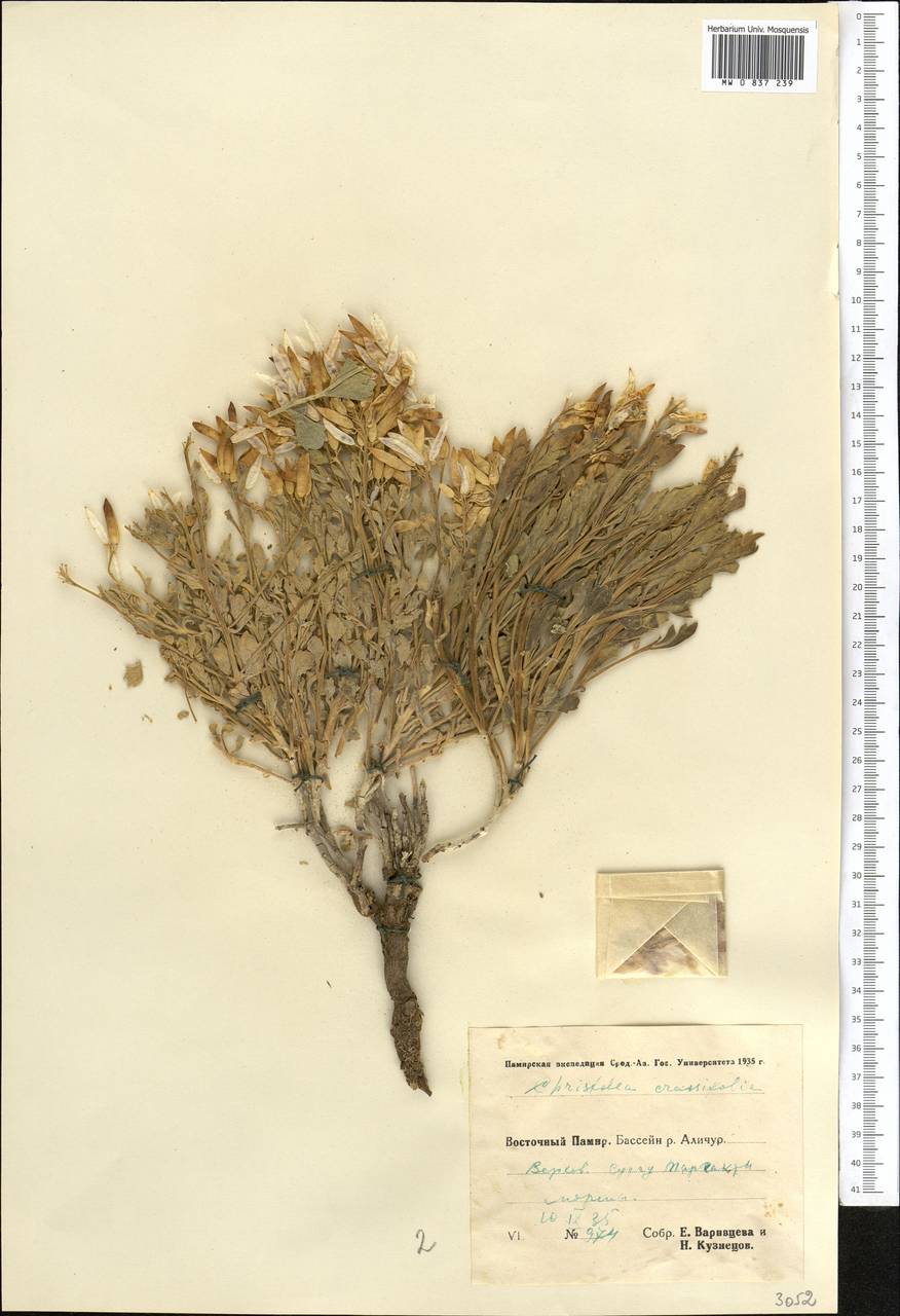 Christolea crassifolia Cambess., Middle Asia, Pamir & Pamiro-Alai (M2) (Tajikistan)