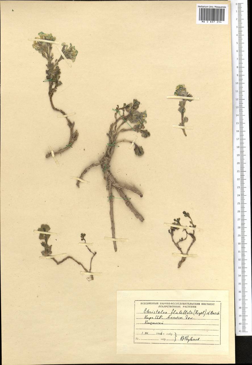 Solms-laubachia flabellata (Regel) J.P. Yue, Al-Shehbaz & H. Sun, Middle Asia, Pamir & Pamiro-Alai (M2) (Kyrgyzstan)
