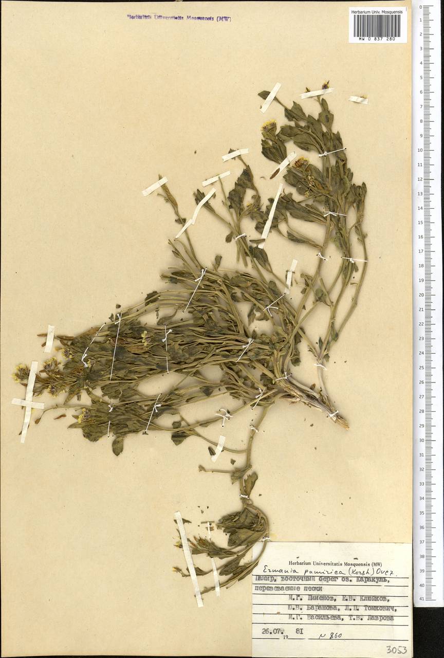 Christolea crassifolia Cambess., Middle Asia, Pamir & Pamiro-Alai (M2) (Tajikistan)