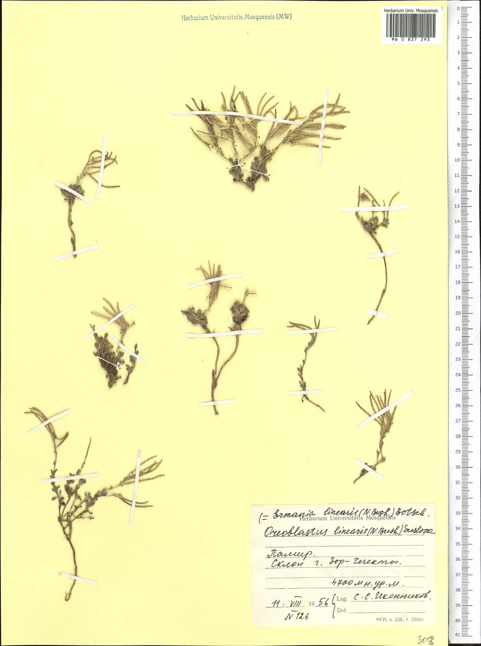 Solms -laubachia linearis (N.Busch) J.P.Yue, Al-Shehbaz & H.Sun, Middle Asia, Pamir & Pamiro-Alai (M2) (Tajikistan)