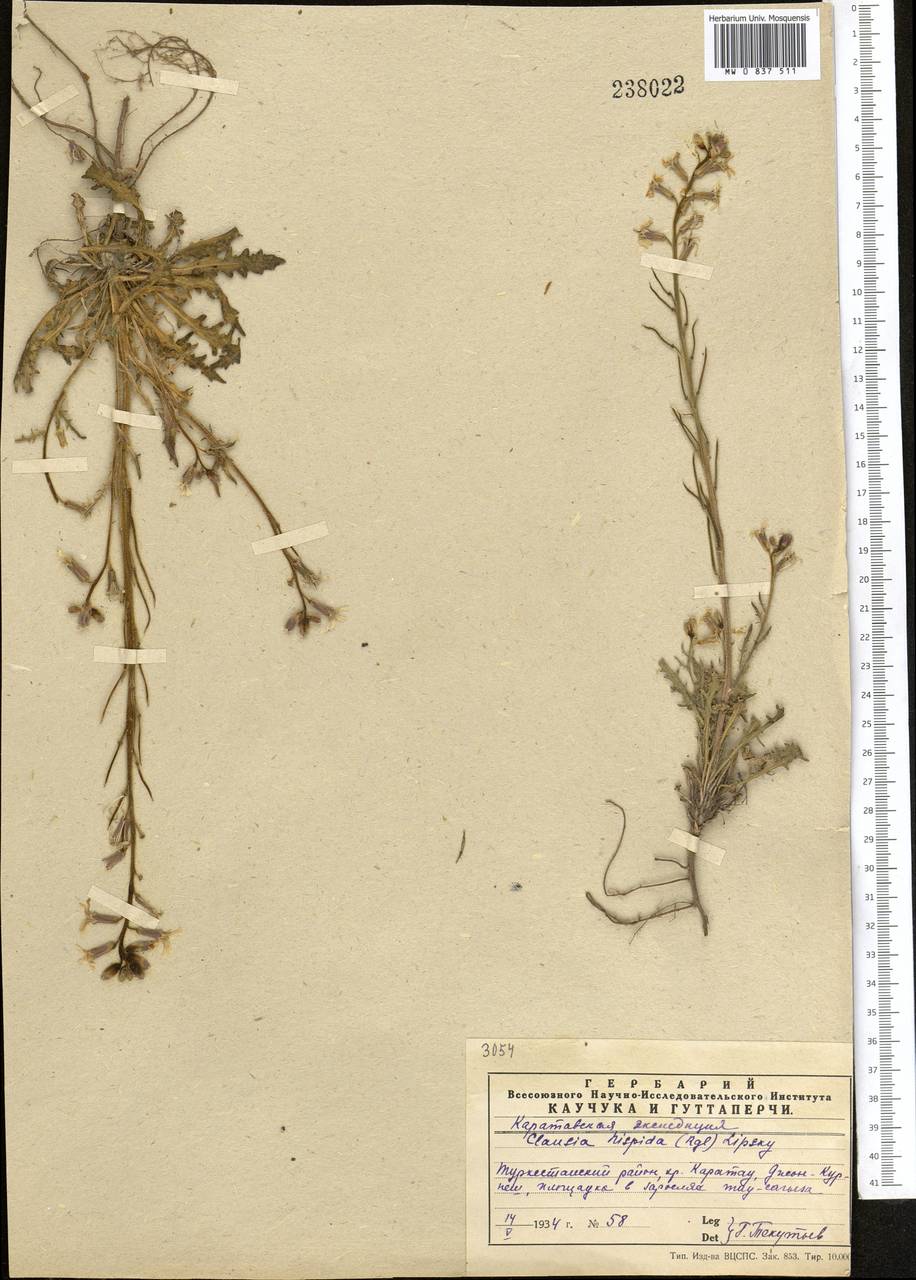 Parrya hispida (Regel) D.A.German & Al-Shehbaz, Middle Asia, Western Tian Shan & Karatau (M3) (Kazakhstan)