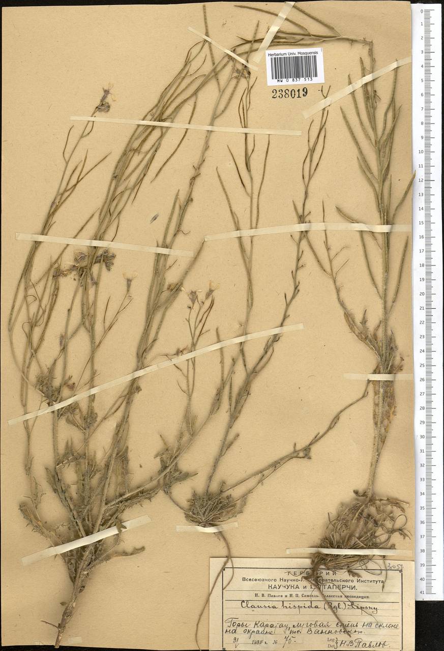 Parrya hispida (Regel) D.A.German & Al-Shehbaz, Middle Asia, Western Tian Shan & Karatau (M3) (Kazakhstan)