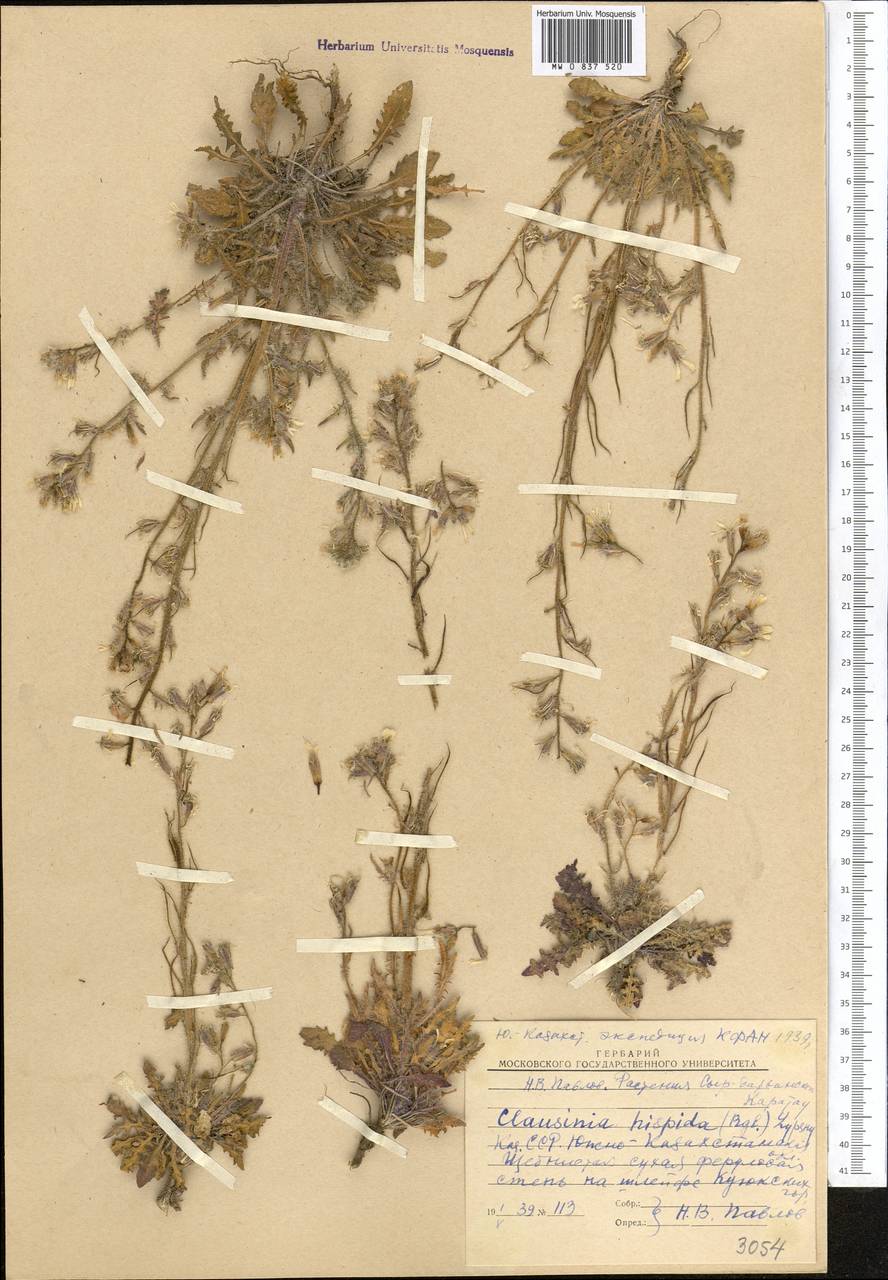 Parrya hispida (Regel) D.A.German & Al-Shehbaz, Middle Asia, Western Tian Shan & Karatau (M3) (Kazakhstan)