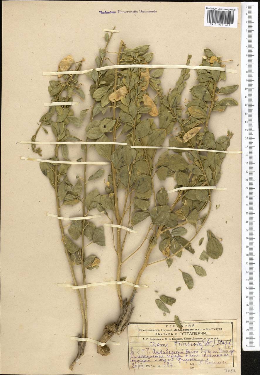 Cleome coluteoides Boiss., Middle Asia, Kopet Dag, Badkhyz, Small & Great Balkhan (M1) (Turkmenistan)