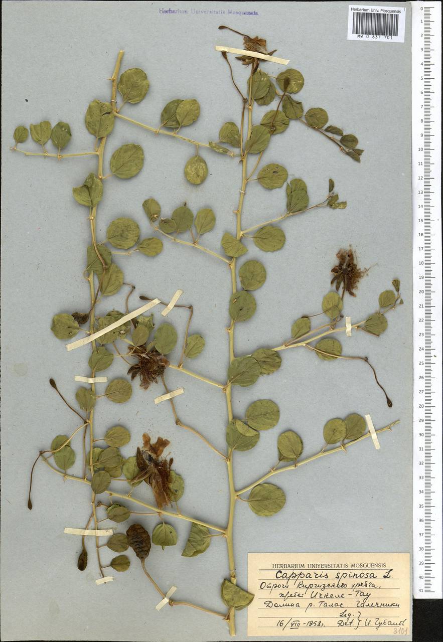 Capparis spinosa L., Middle Asia, Western Tian Shan & Karatau (M3) (Kyrgyzstan)