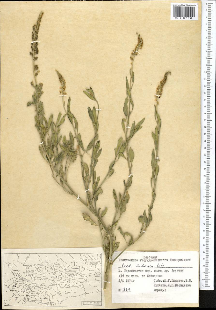Reseda bucharica Litv., Middle Asia, Pamir & Pamiro-Alai (M2) (Tajikistan)