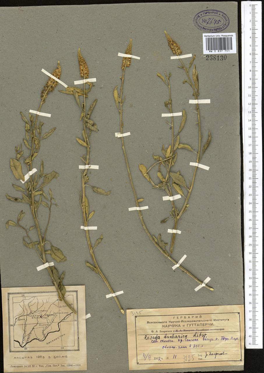 Reseda bucharica Litv., Middle Asia, Pamir & Pamiro-Alai (M2) (Tajikistan)