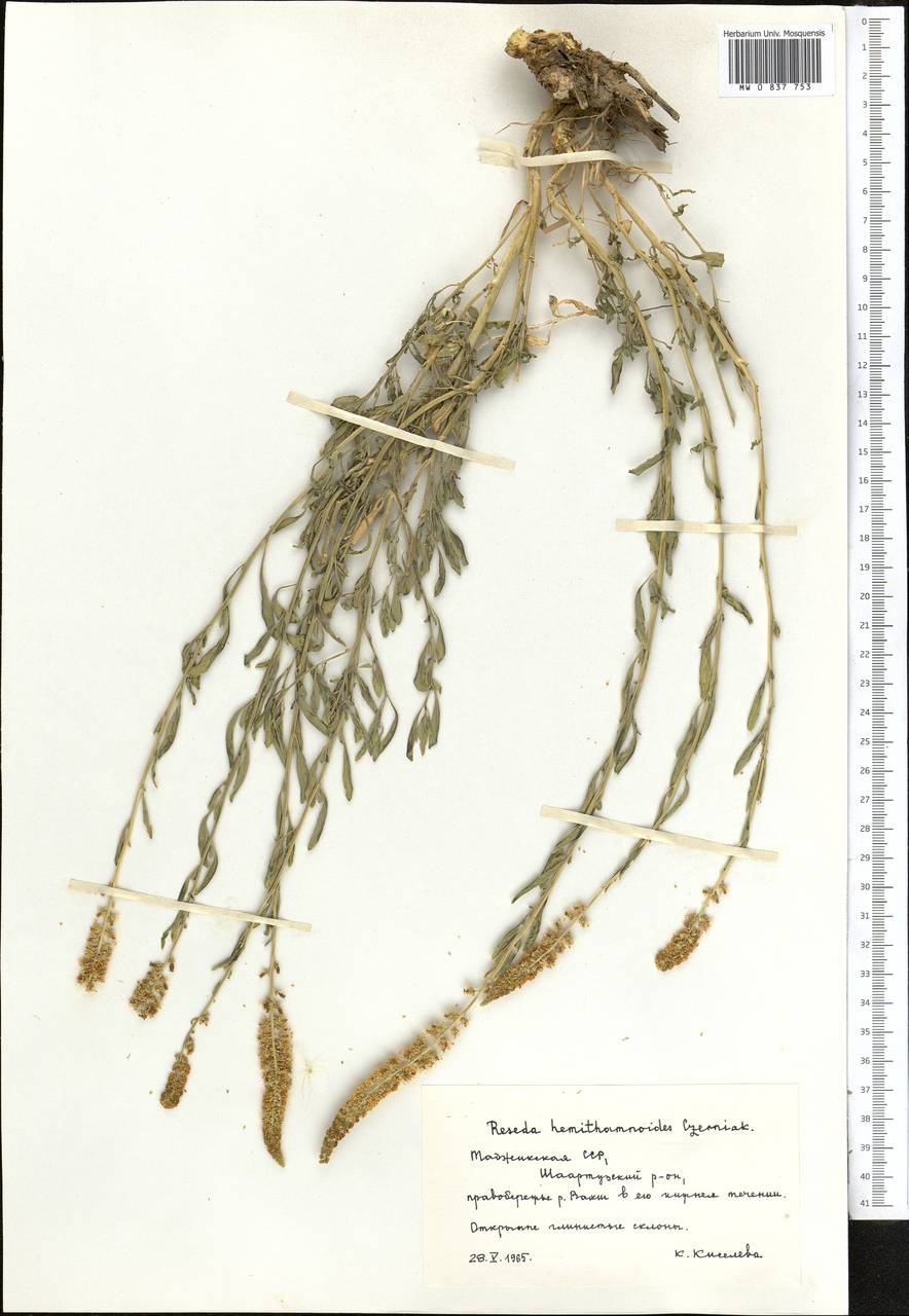 Reseda bucharica Litv., Middle Asia, Pamir & Pamiro-Alai (M2) (Tajikistan)