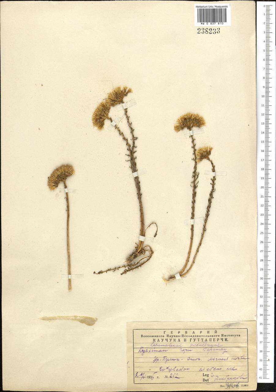 Pseudosedum lievenii (Ledeb.) A. Berger, Middle Asia, Western Tian Shan & Karatau (M3) (Kazakhstan)