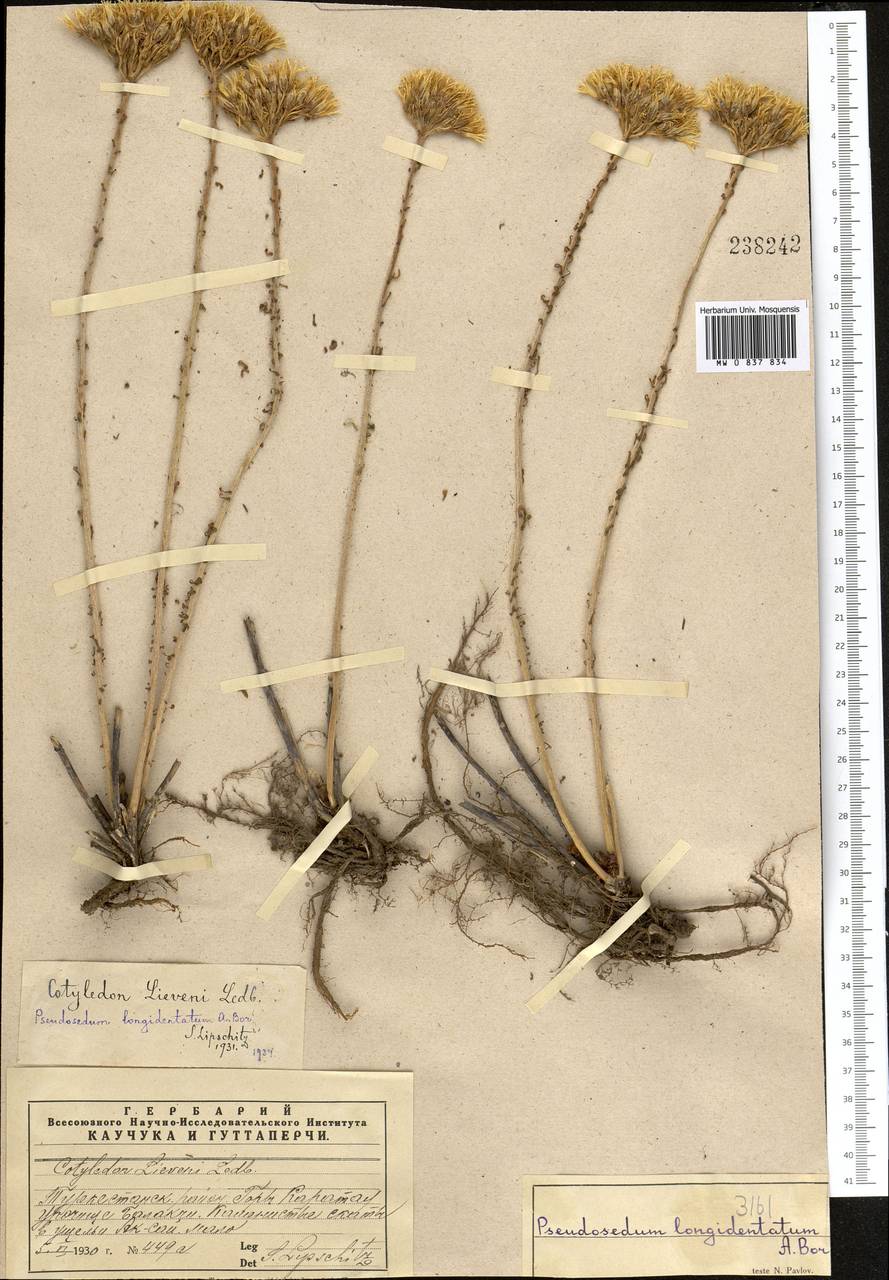 Pseudosedum longidentatum Boriss., Middle Asia, Western Tian Shan & Karatau (M3) (Kazakhstan)
