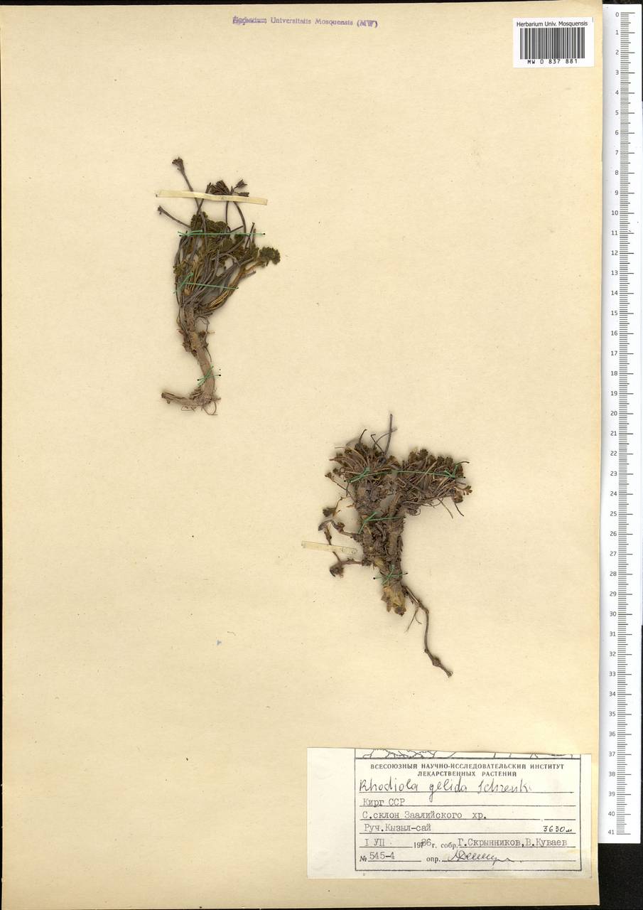 Rhodiola gelida Schrenk ex Fisch. & C. A. Mey., Middle Asia, Pamir & Pamiro-Alai (M2) (Kyrgyzstan)