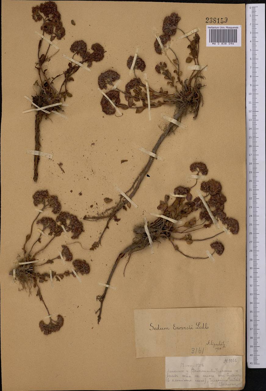 Hylotelephium ewersii (Ledeb.) H. Ohba, Middle Asia, Dzungarian Alatau & Tarbagatai (M5) (Kazakhstan)