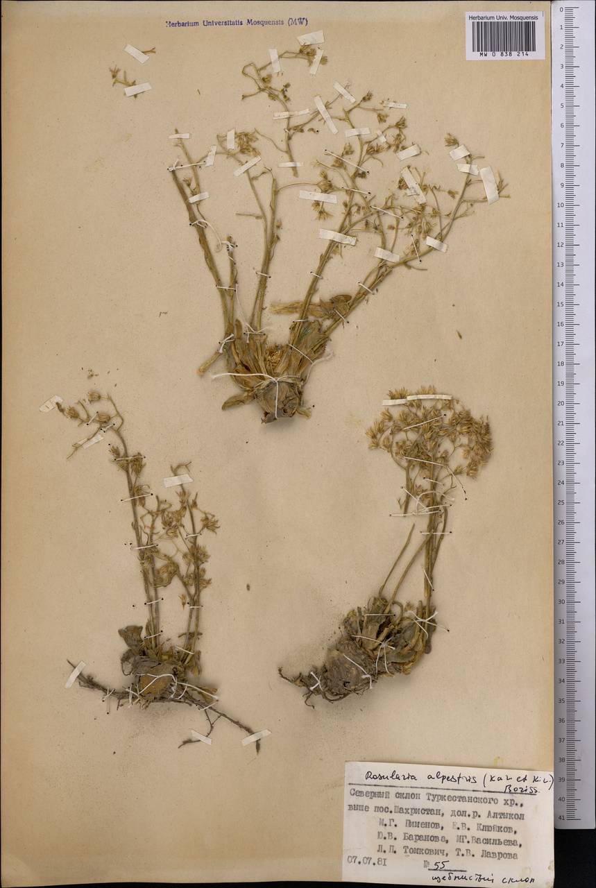 Rosularia alpestris (Kar. & Kir.) Boriss., Middle Asia, Pamir & Pamiro-Alai (M2) (Tajikistan)