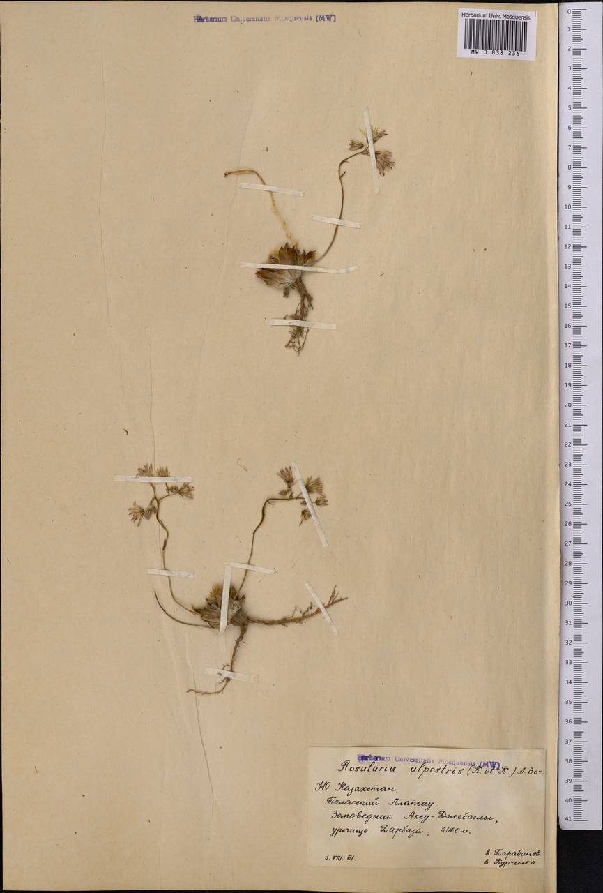 Rosularia alpestris (Kar. & Kir.) Boriss., Middle Asia, Western Tian Shan & Karatau (M3) (Kazakhstan)