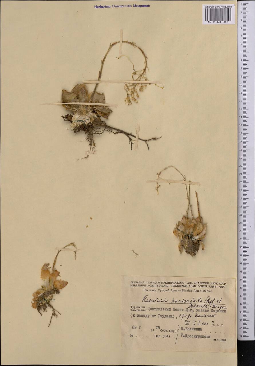 Rosularia radicosa (Boiss. & Hohen.) Eggli, Middle Asia, Kopet Dag, Badkhyz, Small & Great Balkhan (M1) (Turkmenistan)