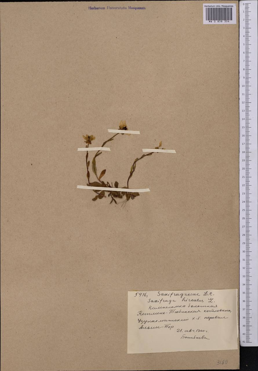 Saxifraga hirculus, Middle Asia, Western Tian Shan & Karatau (M3) (Kyrgyzstan)