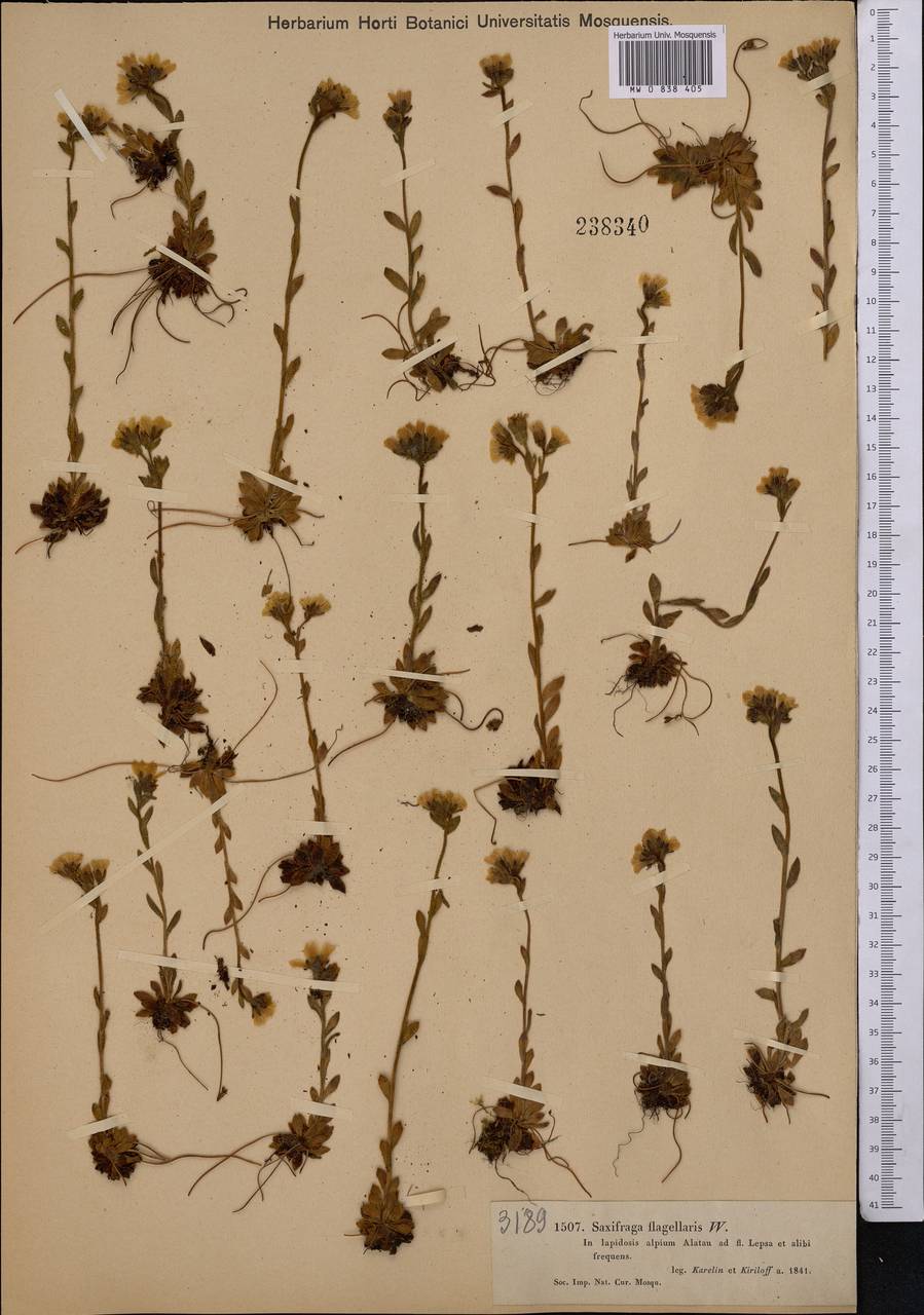 Saxifraga flagellaris subsp. flagellaris, Middle Asia, Dzungarian Alatau & Tarbagatai (M5) (Kazakhstan)